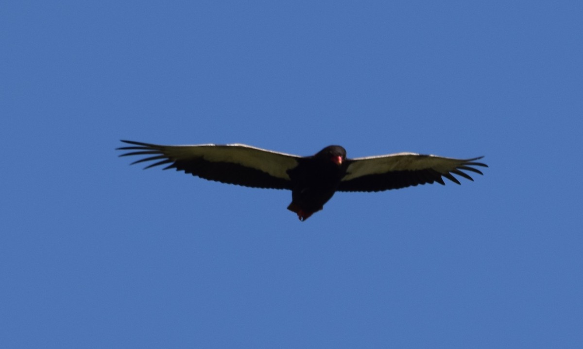 Bateleur - ML638474608