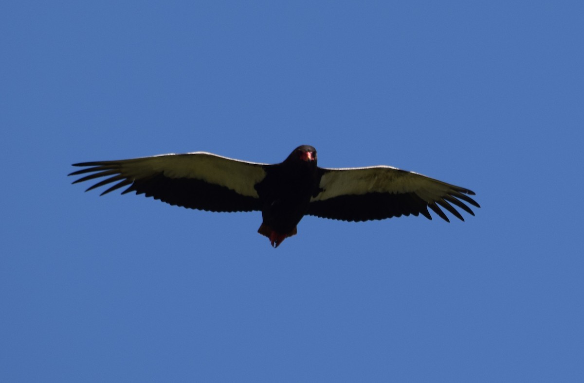 Bateleur - ML638474610