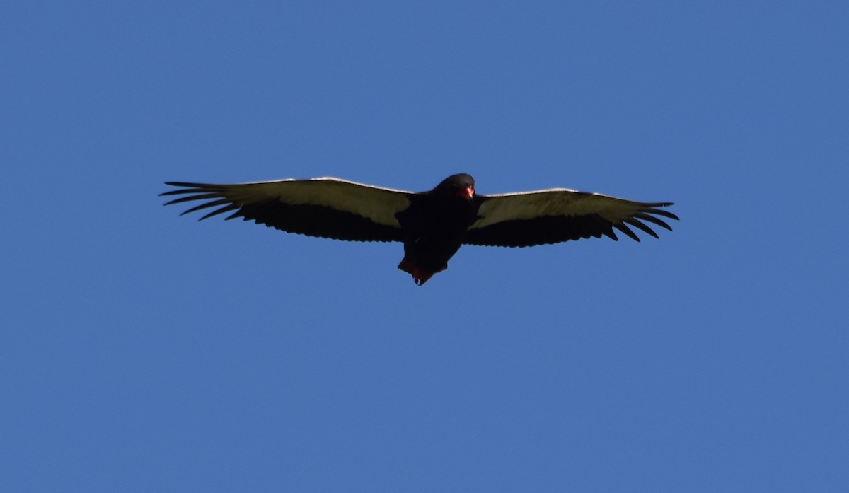 Bateleur - ML638474611
