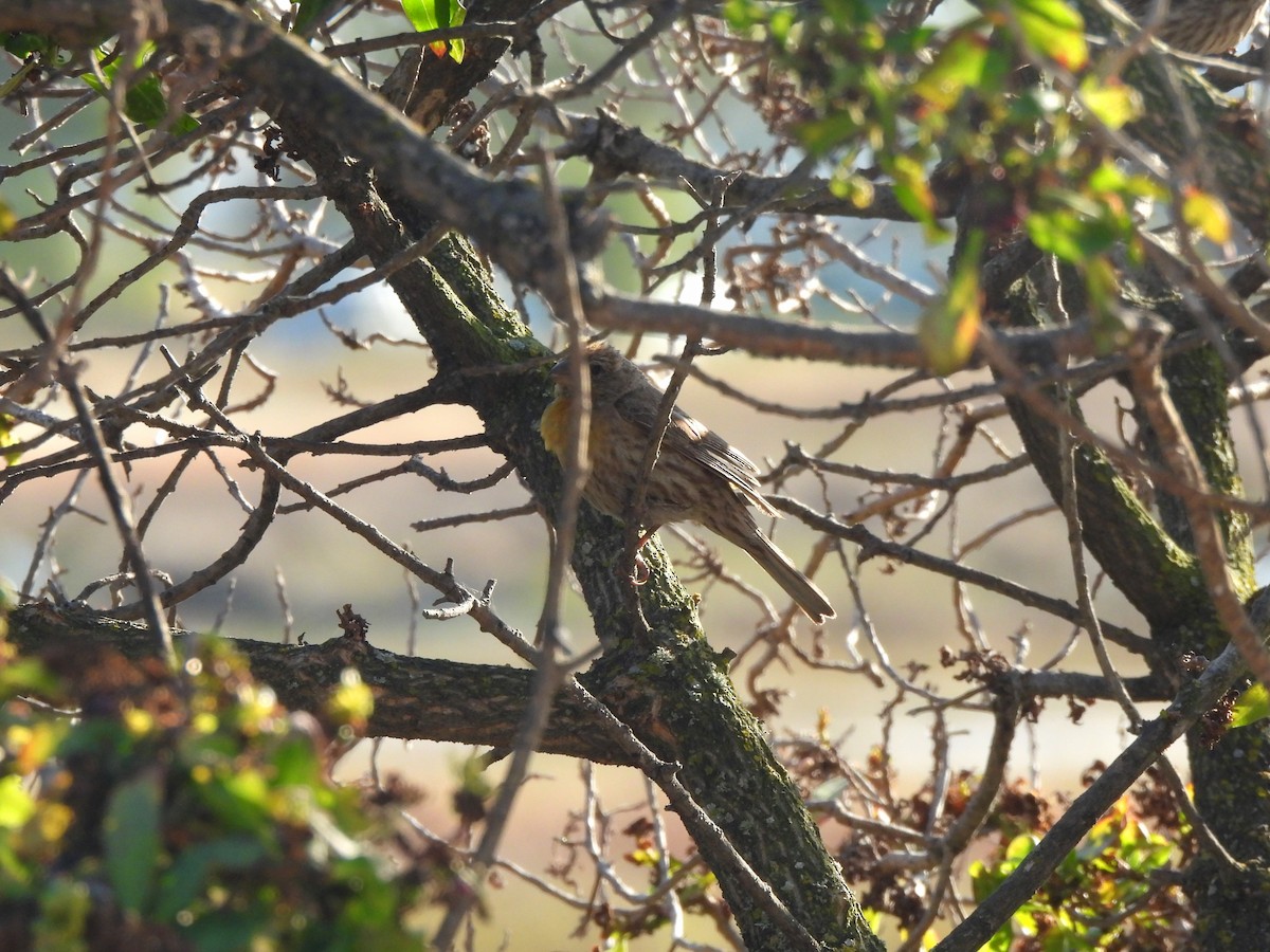 House Finch - ML638474612