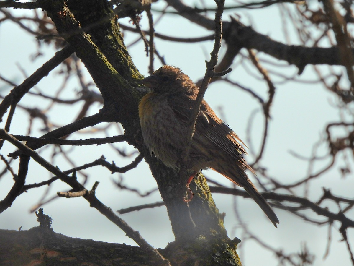 House Finch - ML638474613