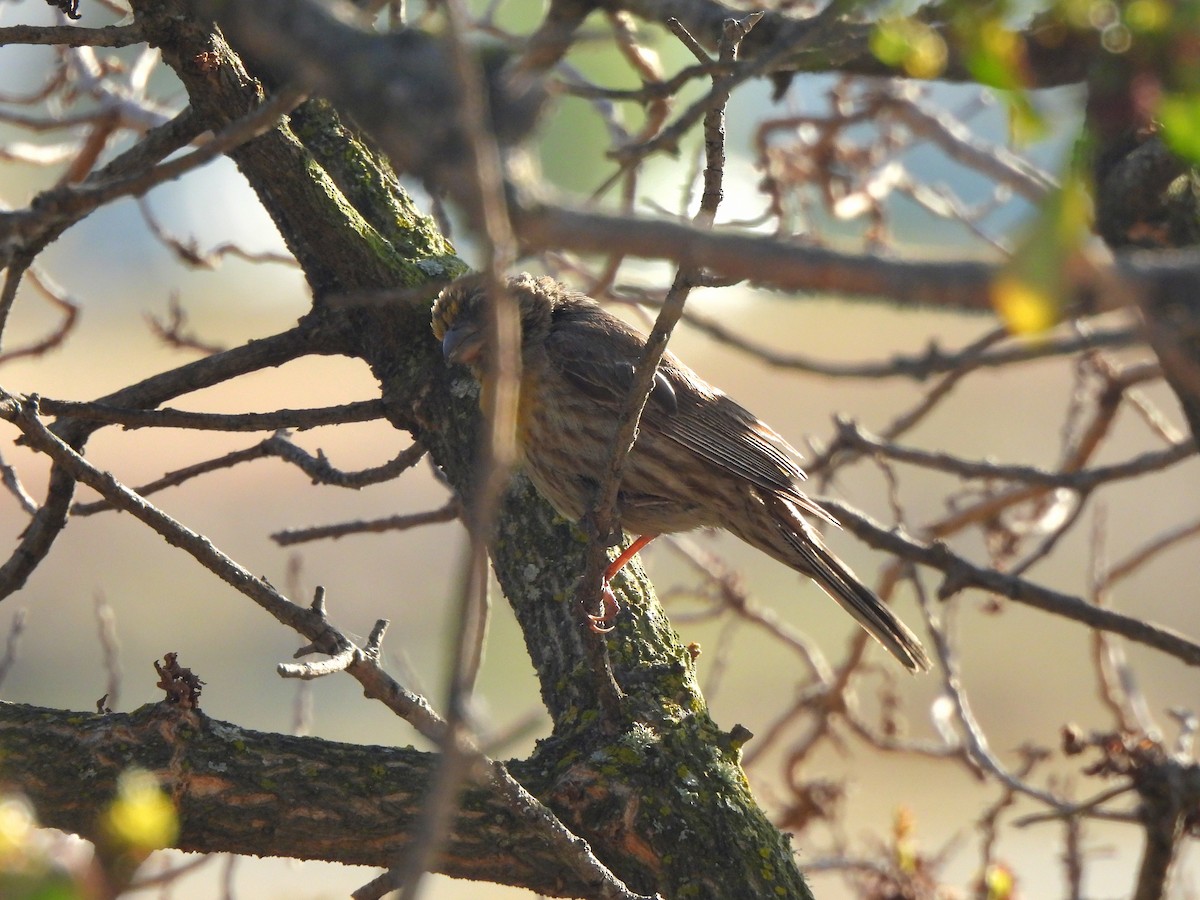House Finch - ML638474614