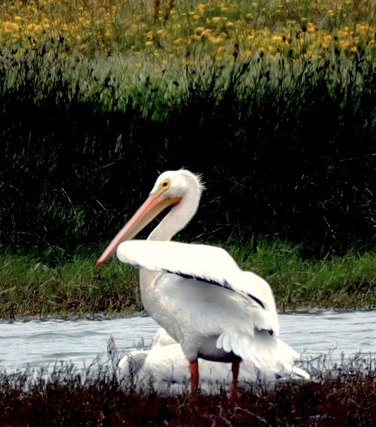 American White Pelican - ML638474617