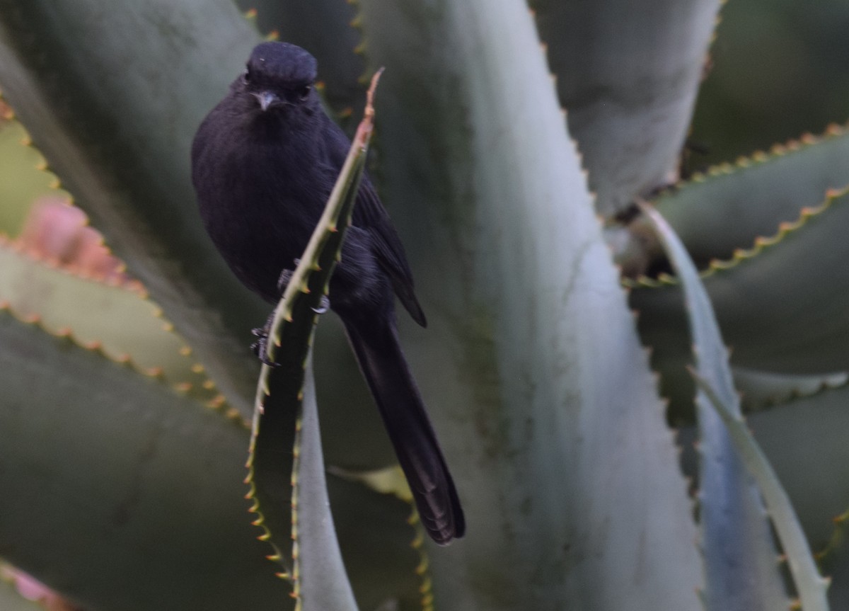 Northern Black-Flycatcher - ML638474630