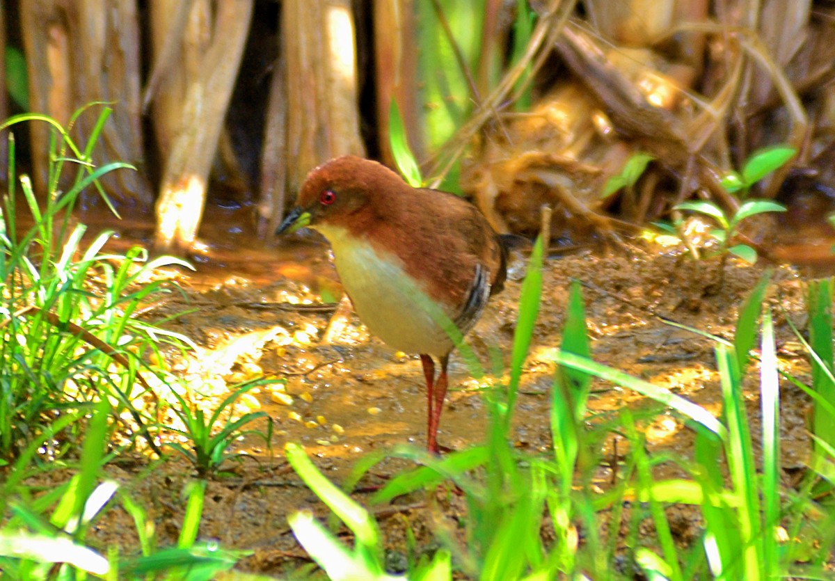 Red-and-white Crake - ML638474640