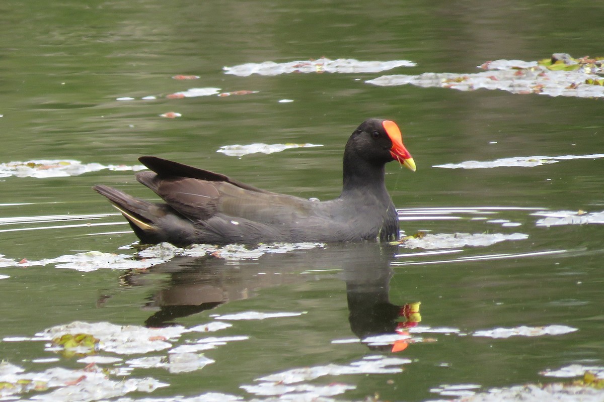 Dusky Moorhen - ML638474643
