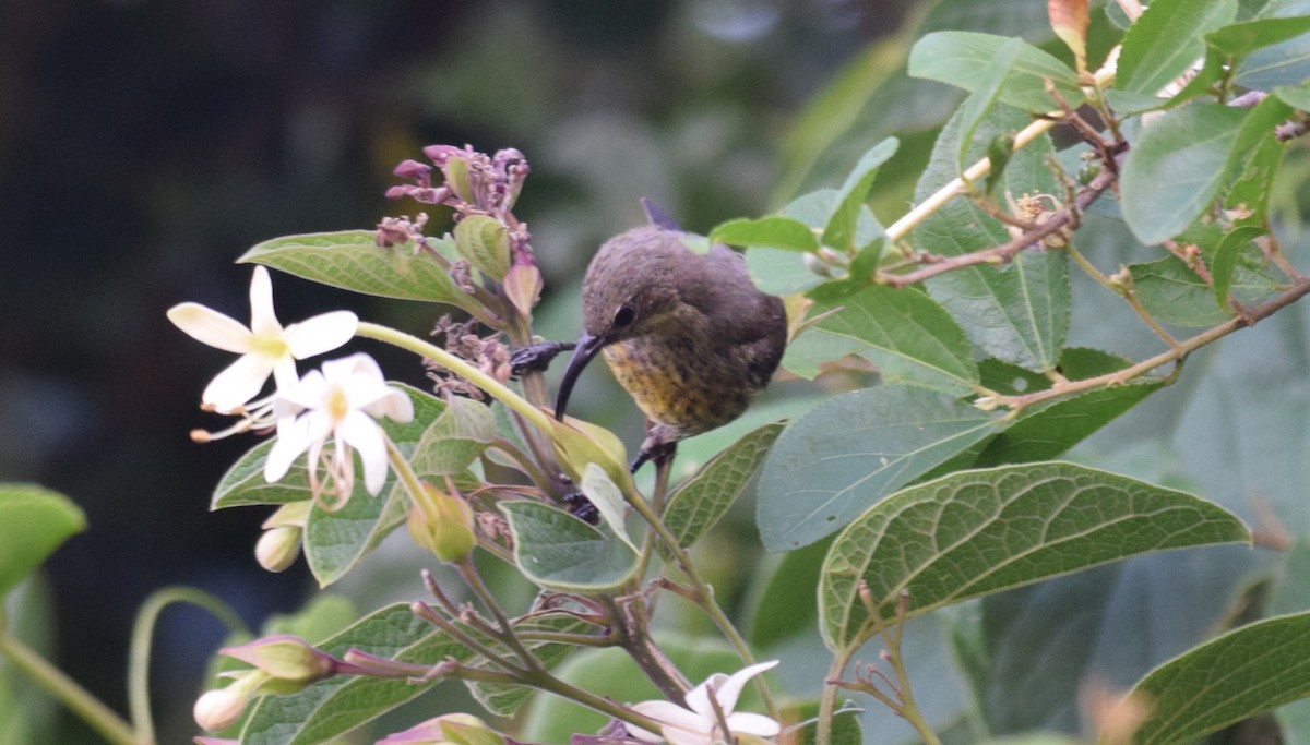 Bronze Sunbird - ML638474645