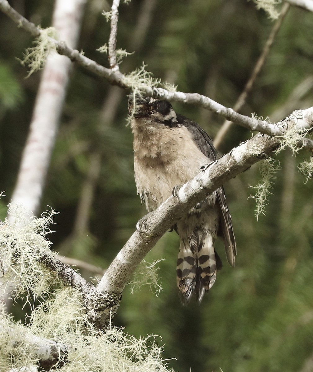 Downy Woodpecker - ML638474658