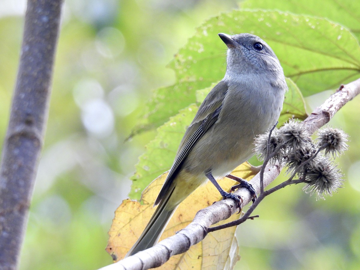 Golden Whistler - ML638474680