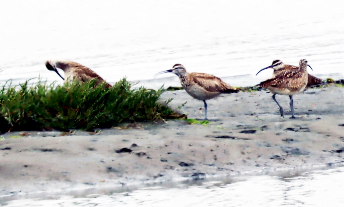 Hudsonian Whimbrel - ML638474683