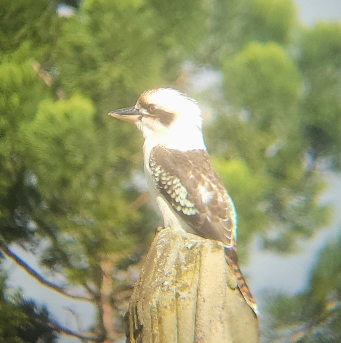 Laughing Kookaburra - ML638474748