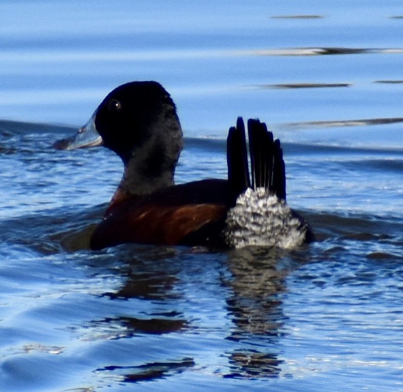 Blue-billed Duck - ML638474750