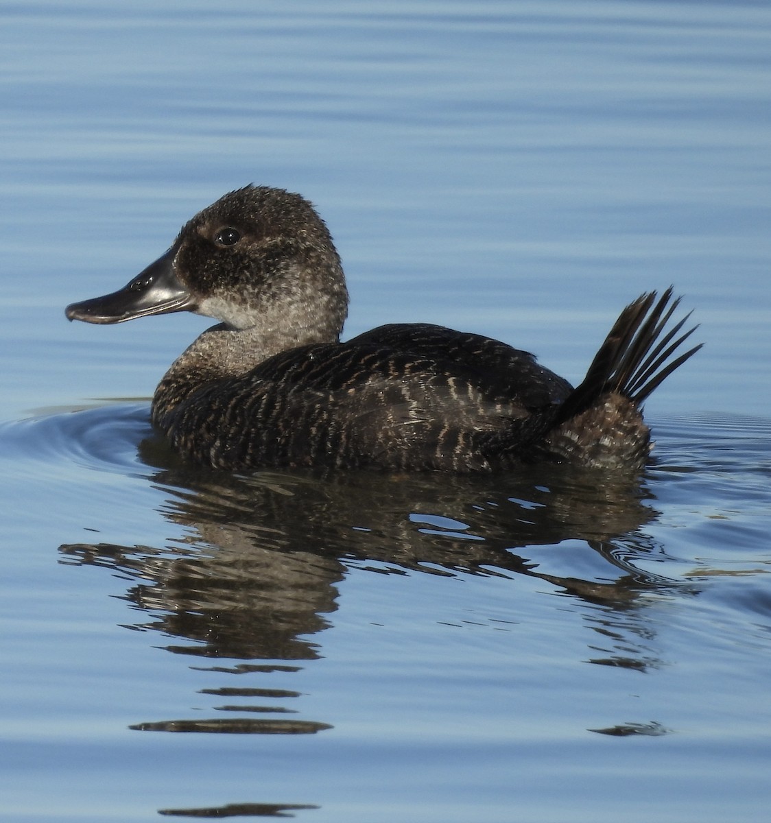 Blue-billed Duck - ML638474751