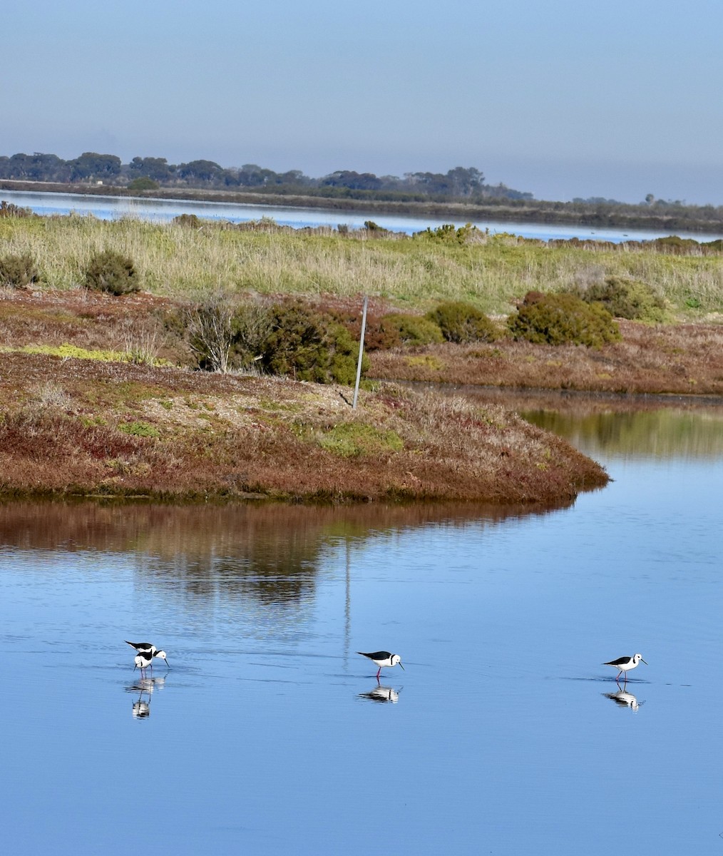 Pied Stilt - ML638474761