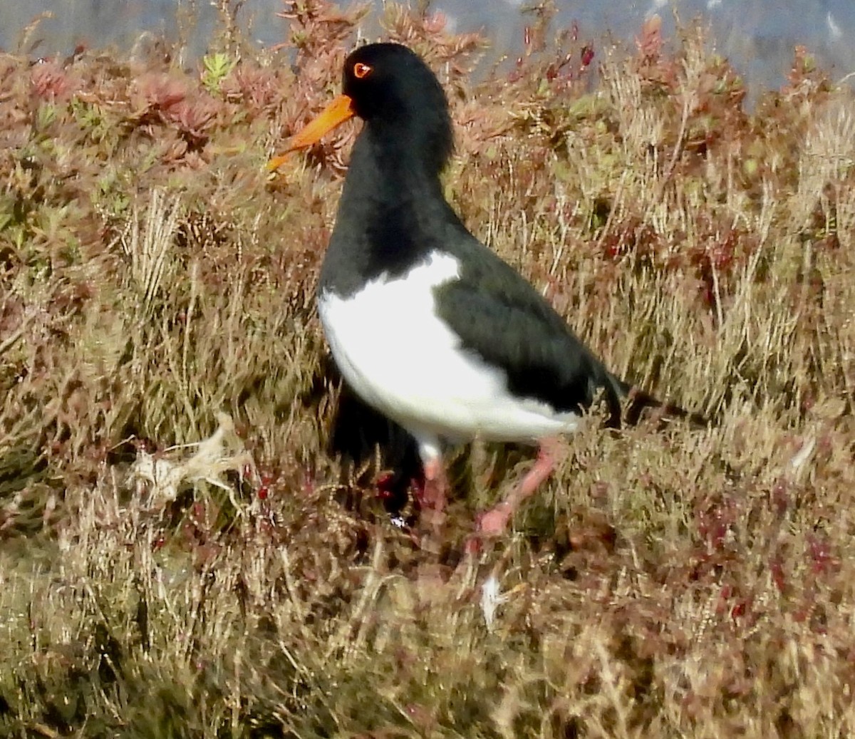 Pied Oystercatcher - ML638474773