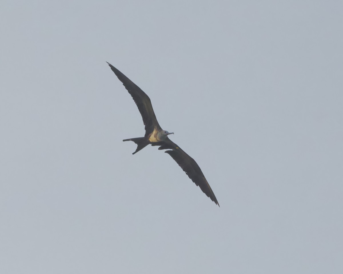 Lesser Frigatebird (Lesser) - ML638474806