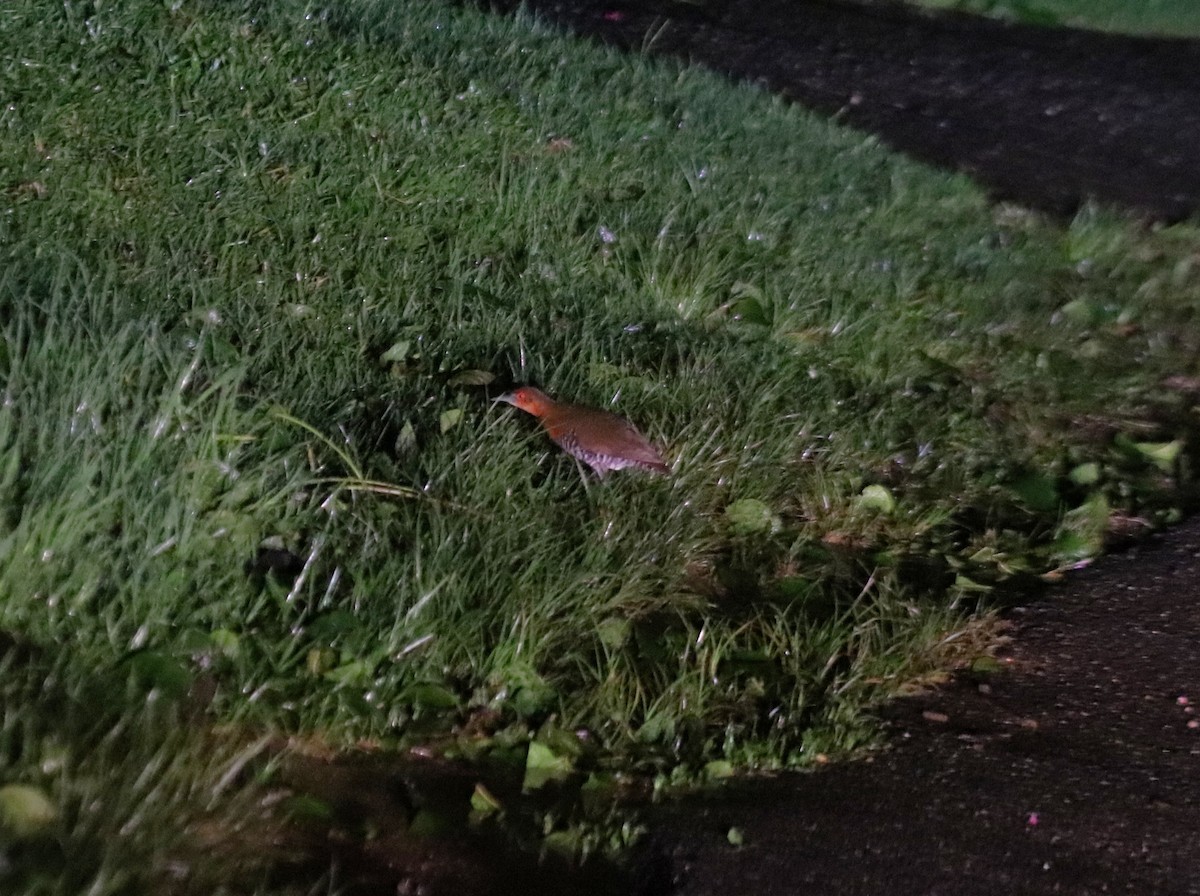 Slaty-legged Crake - ML638474808