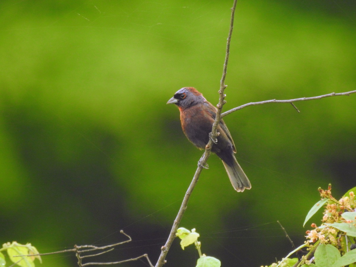 Varied Bunting - ML638474818