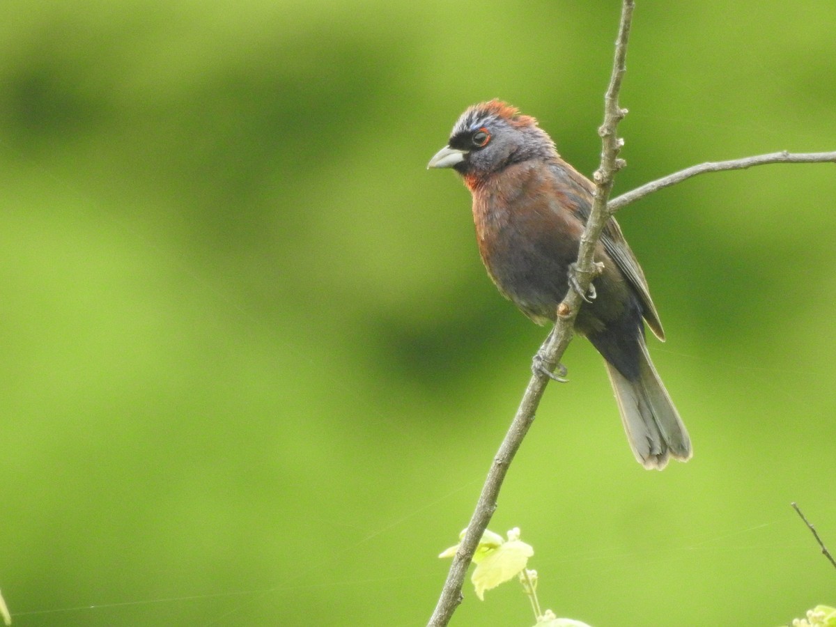 Varied Bunting - ML638474819