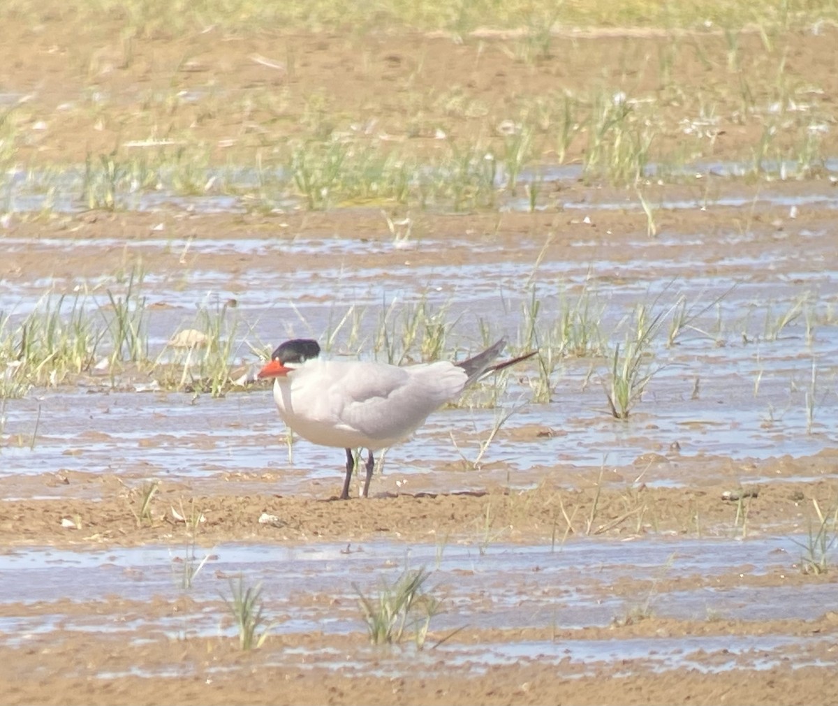 Caspian Tern - ML638474837