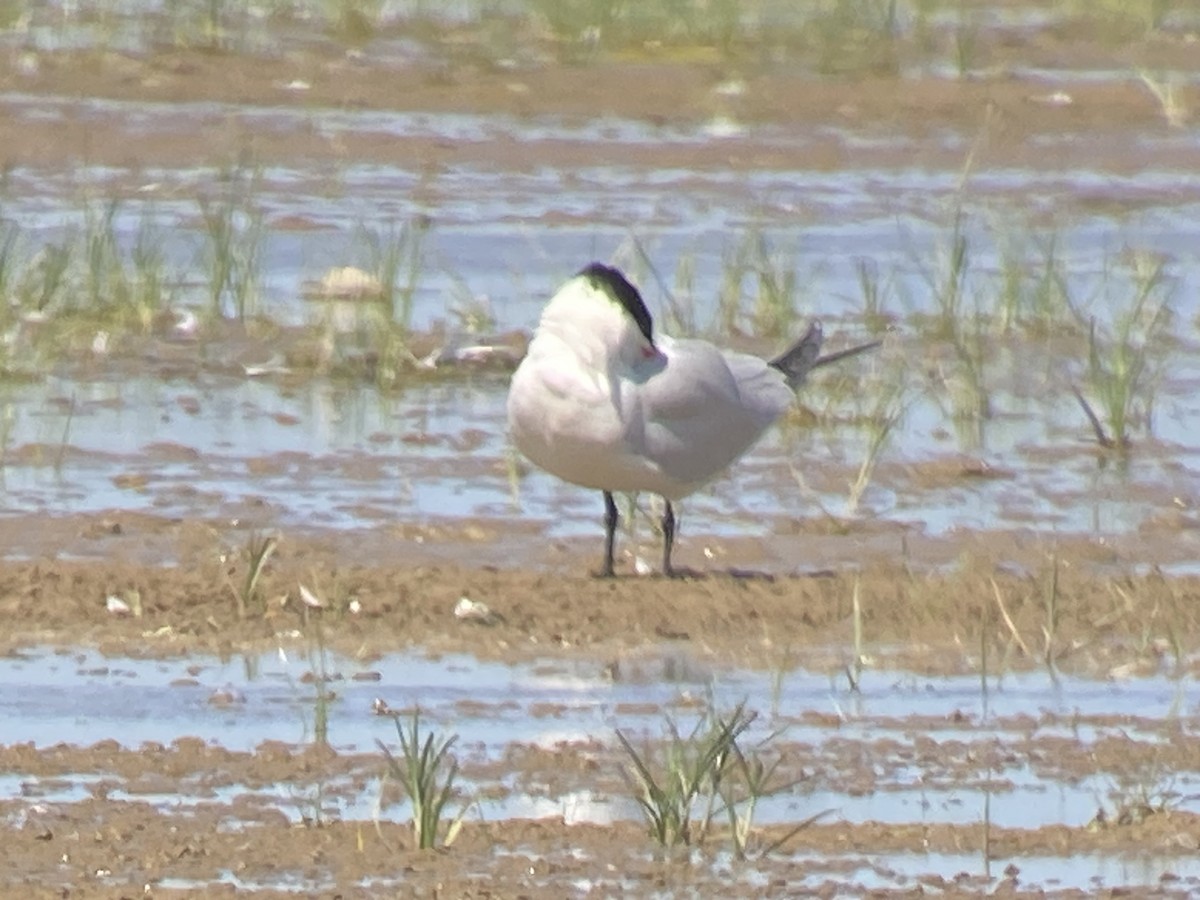 Caspian Tern - ML638474838