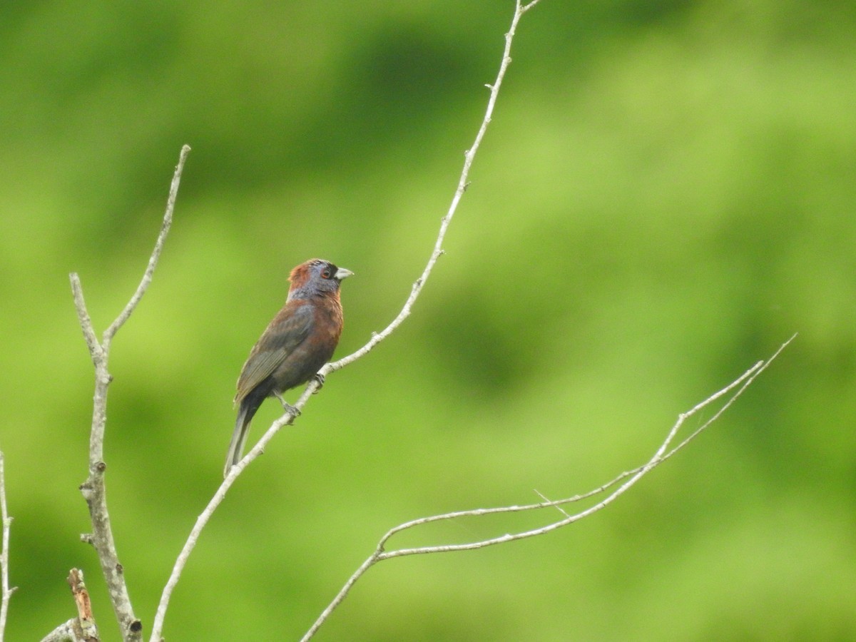 Varied Bunting - ML638474839