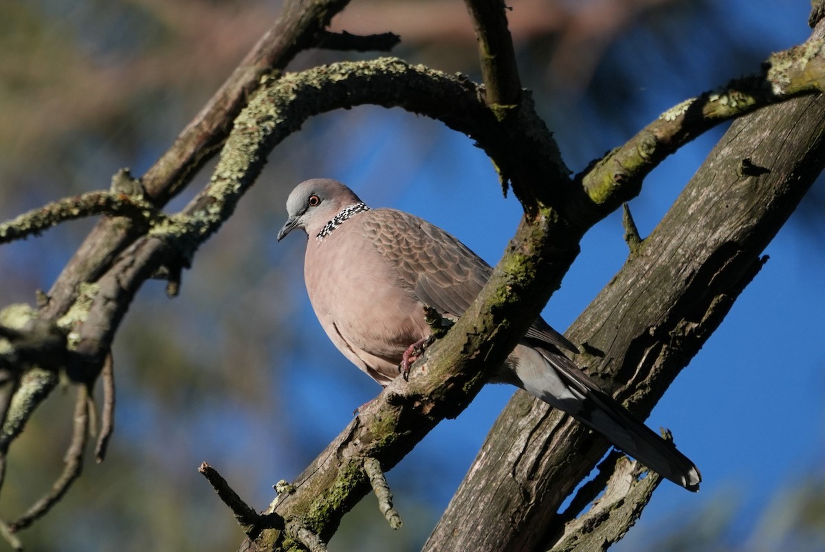 Spotted Dove - ML638474843