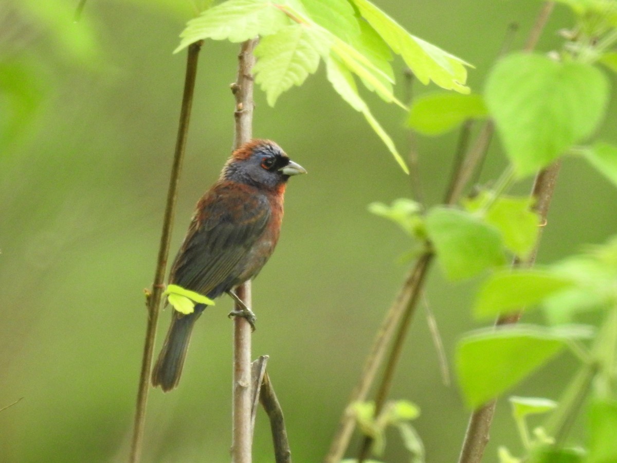 Varied Bunting - ML638474868