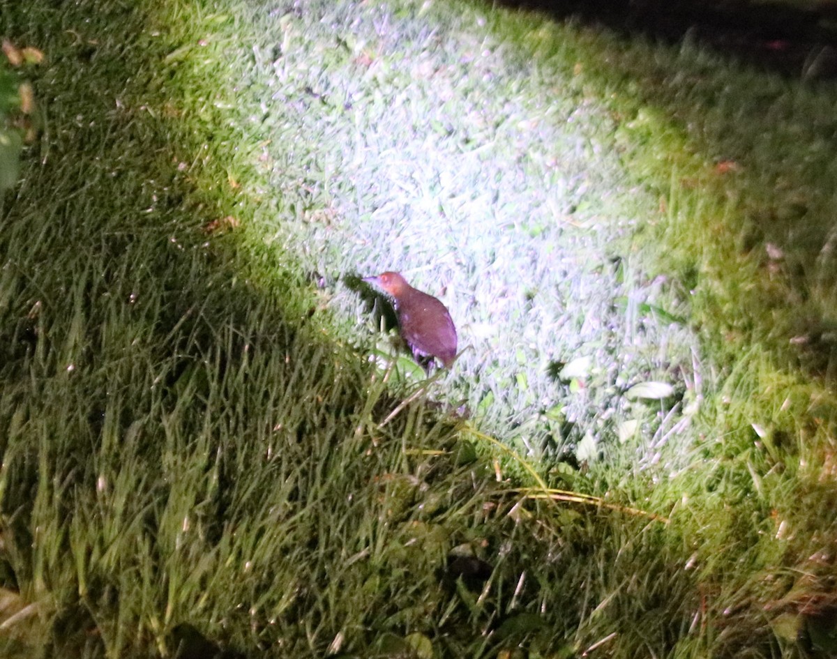 Slaty-legged Crake - ML638474913