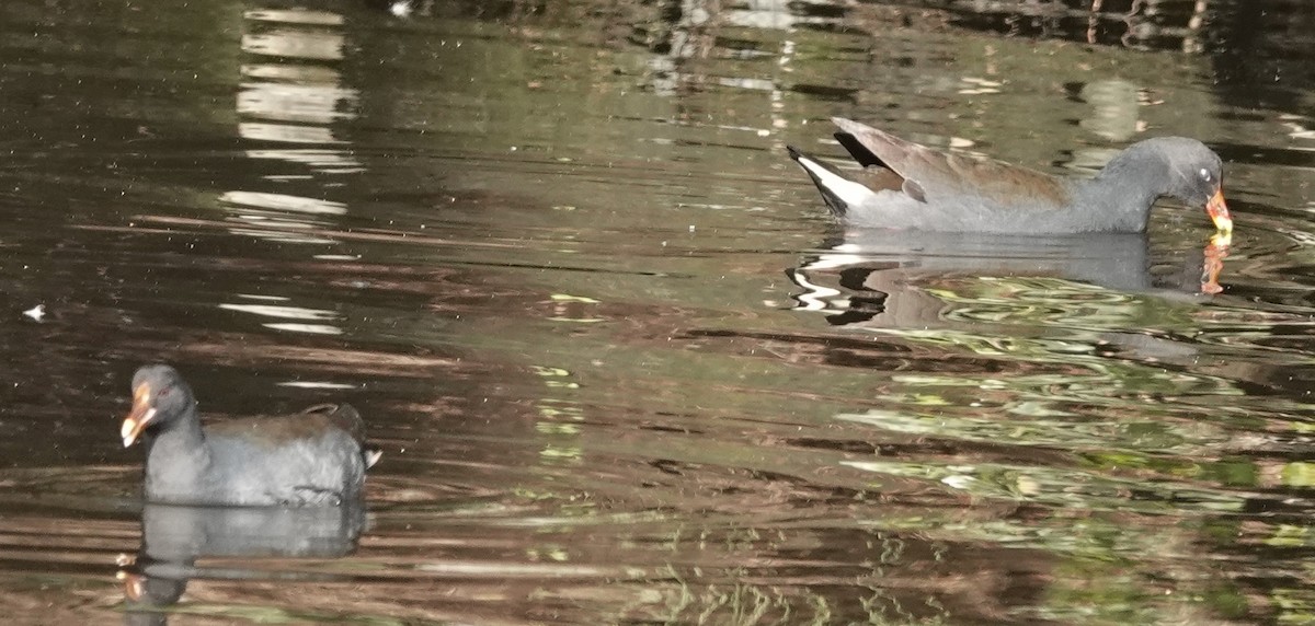 Dusky Moorhen - ML638474914