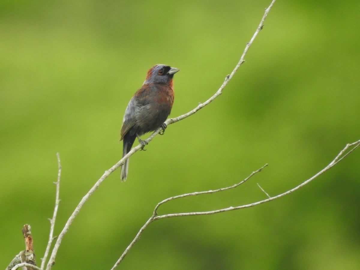 Varied Bunting - ML638474919