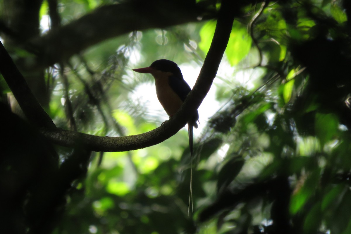 Buff-breasted Paradise-Kingfisher - ML638474949