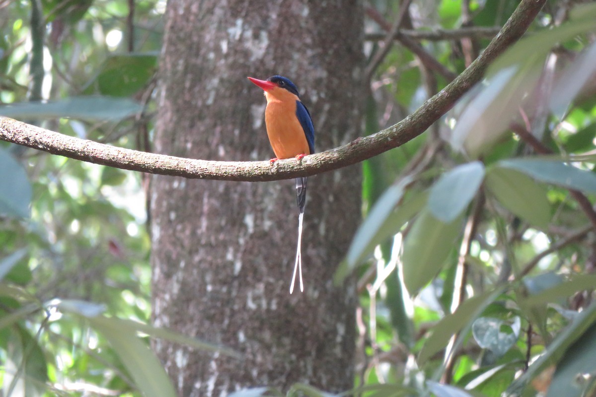 Buff-breasted Paradise-Kingfisher - ML638474950