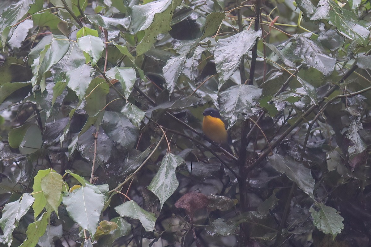 Black-fronted Bushshrike - ML638474974