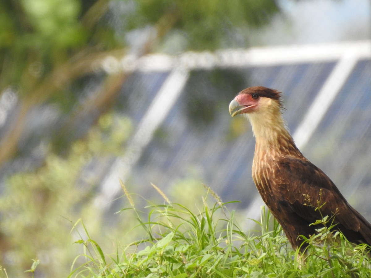 Caracara huppé (cheriway) - ML638474977