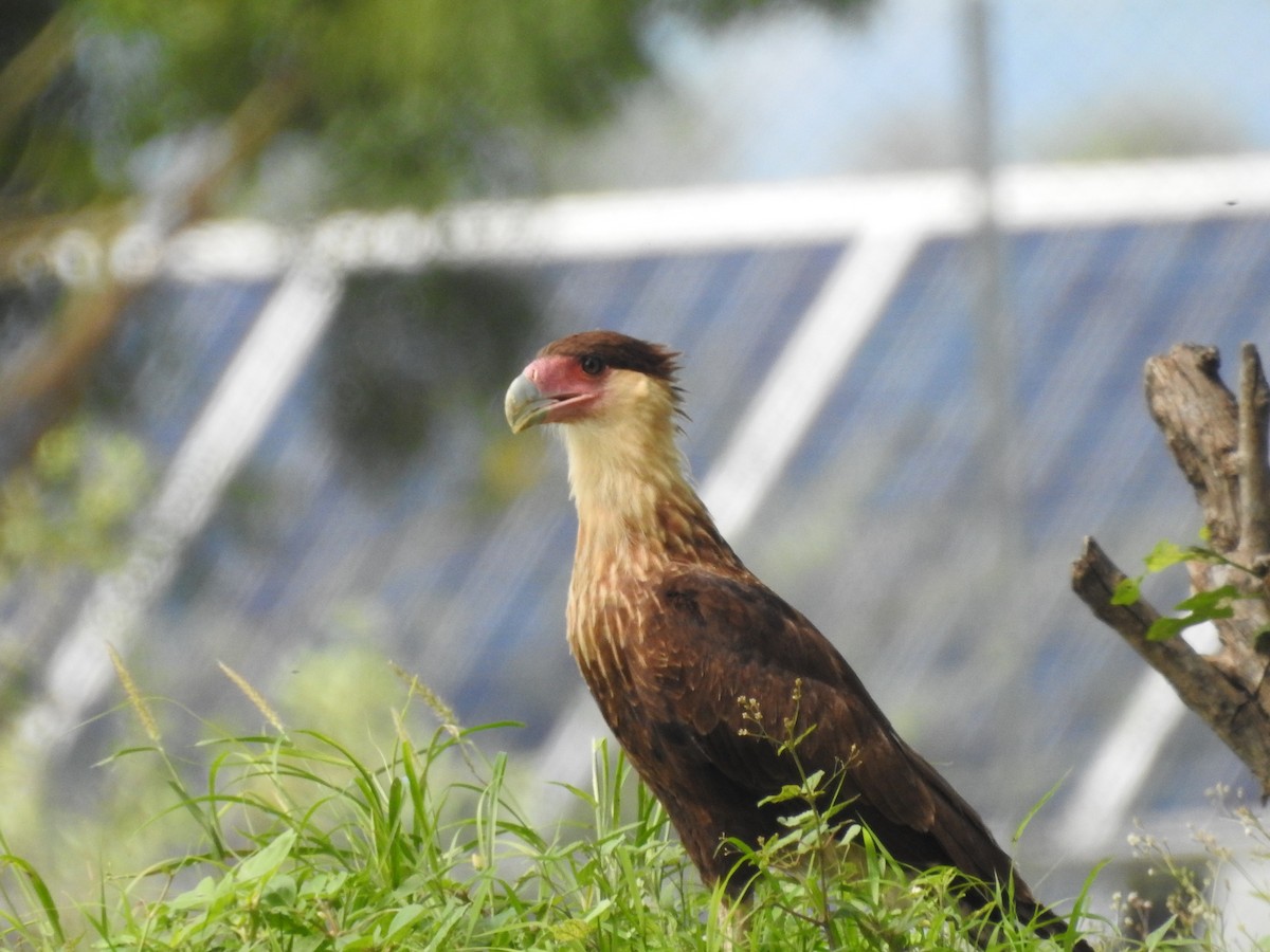 Caracara huppé (cheriway) - ML638474978