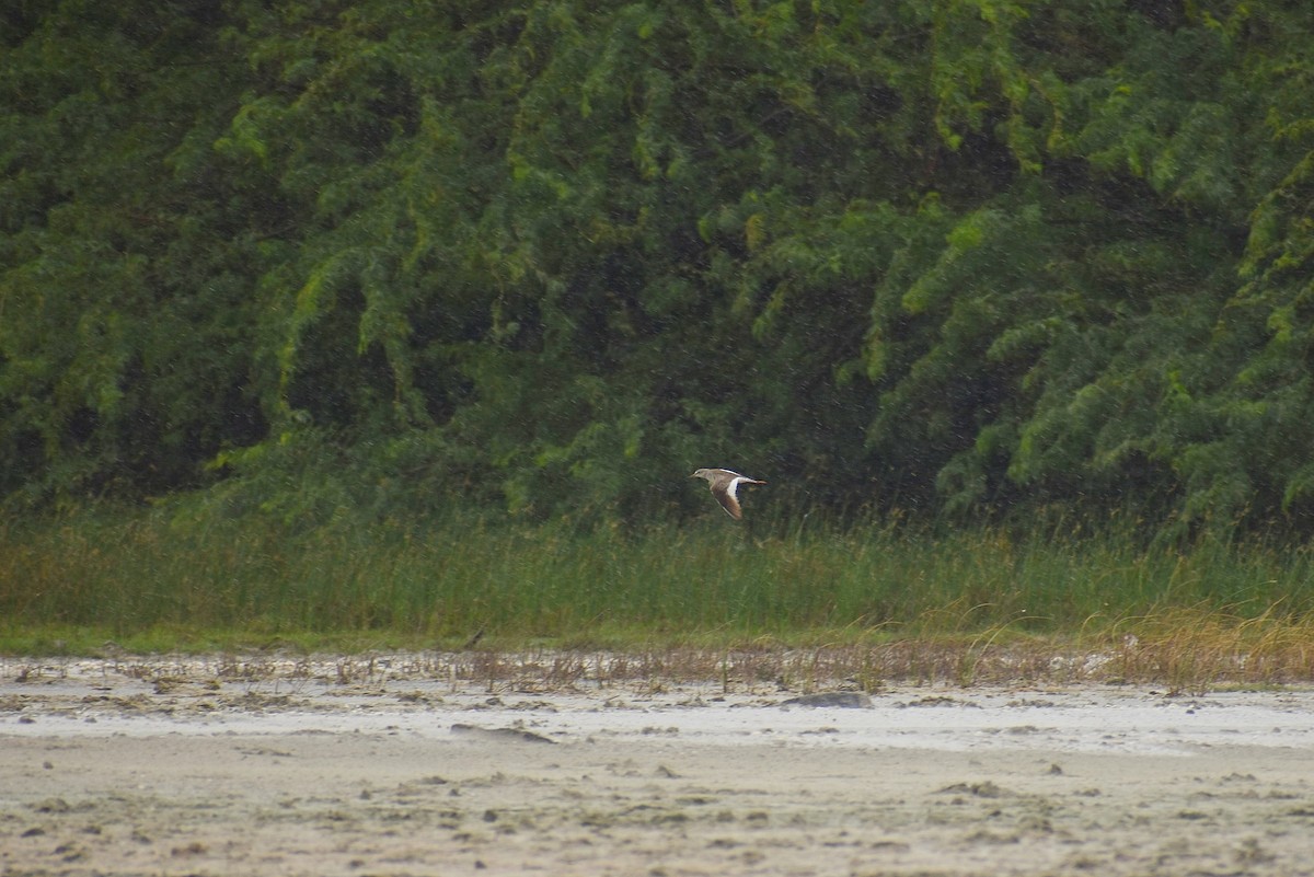Common Redshank - ML638474982