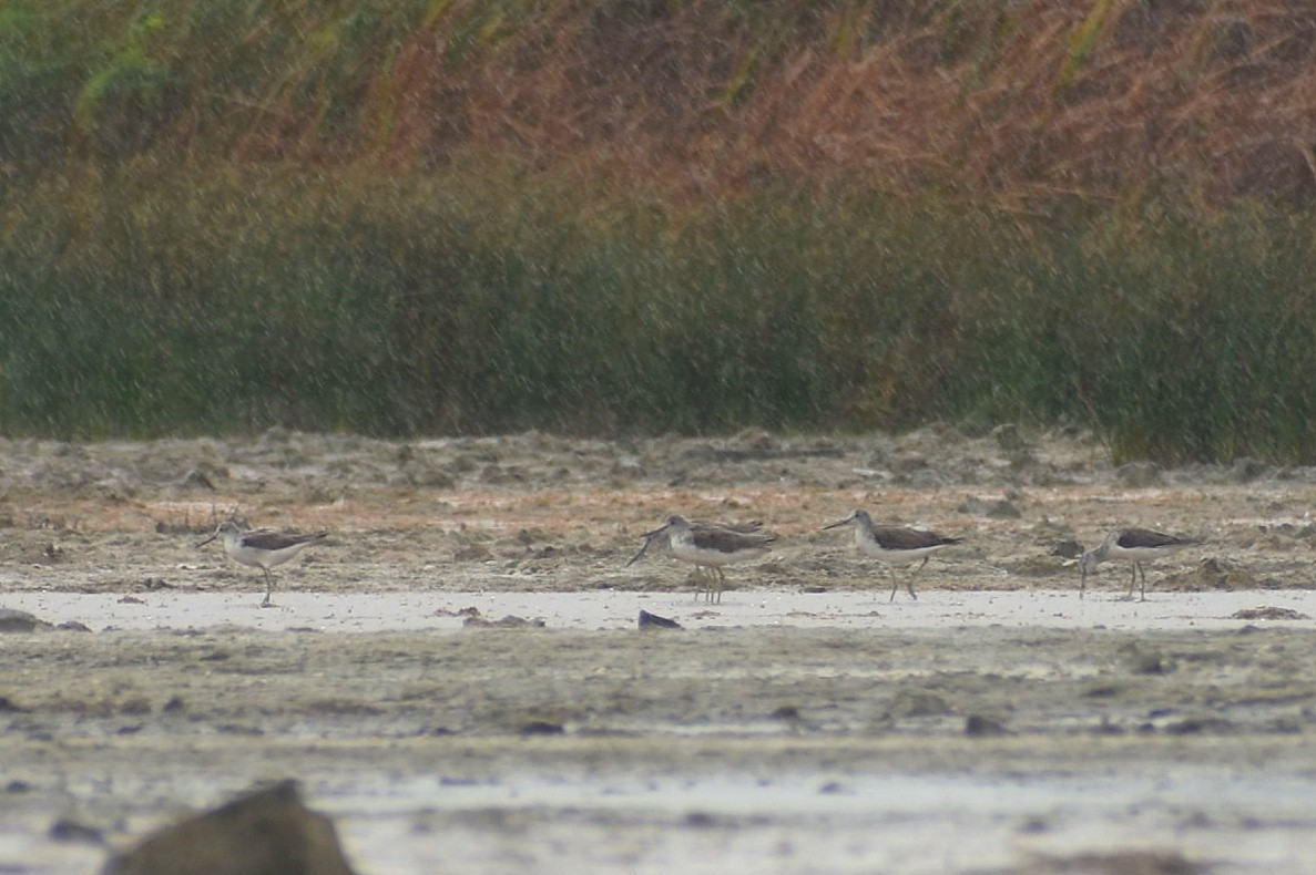 Common Greenshank - ML638474991
