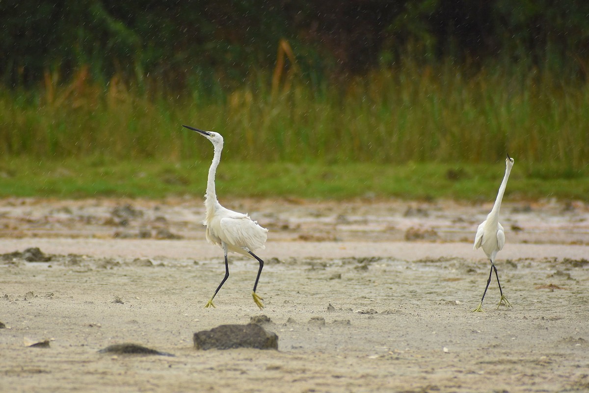 Little Egret - ML638475002