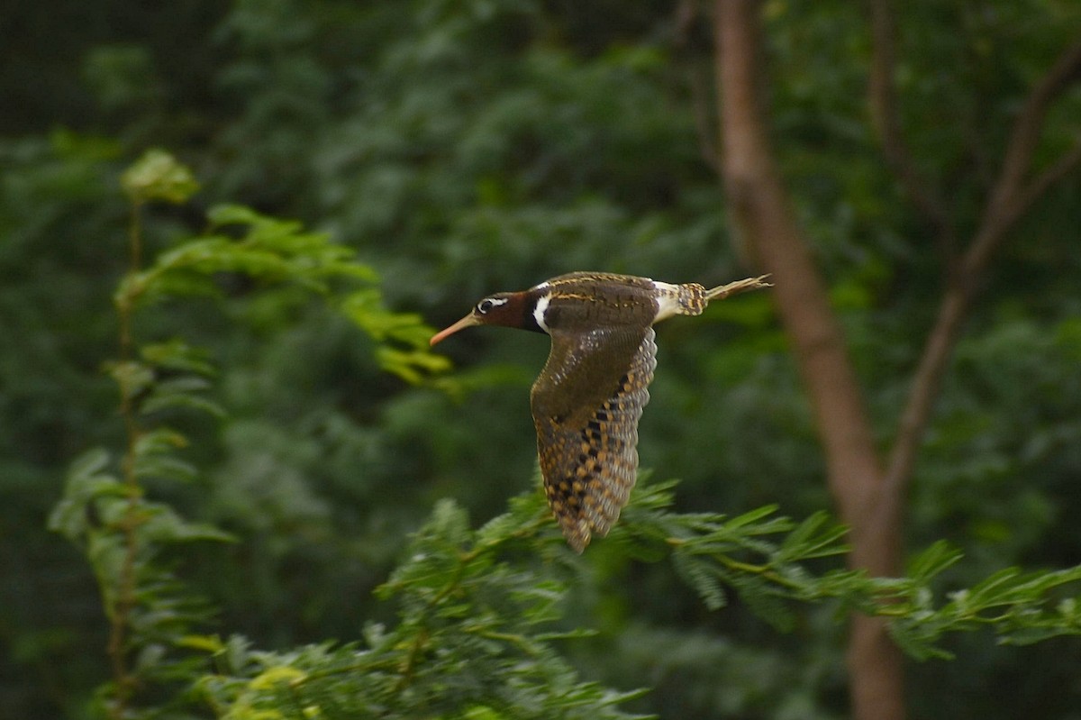 Greater Painted-Snipe - ML638475075