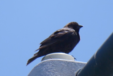 Brown-headed Cowbird - ML638475090