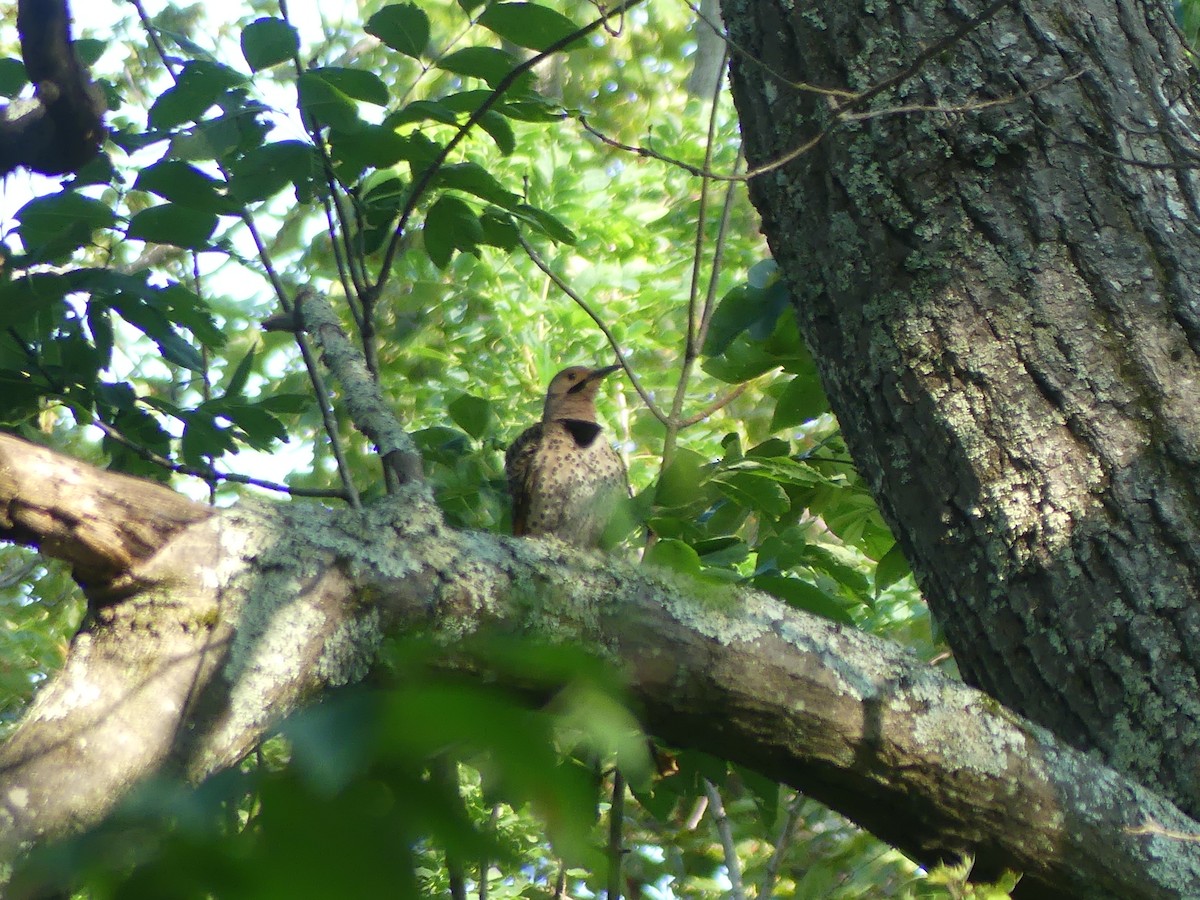 Northern Flicker - ML638475105