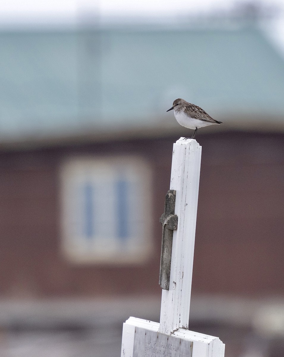 Semipalmated Sandpiper - ML638475143