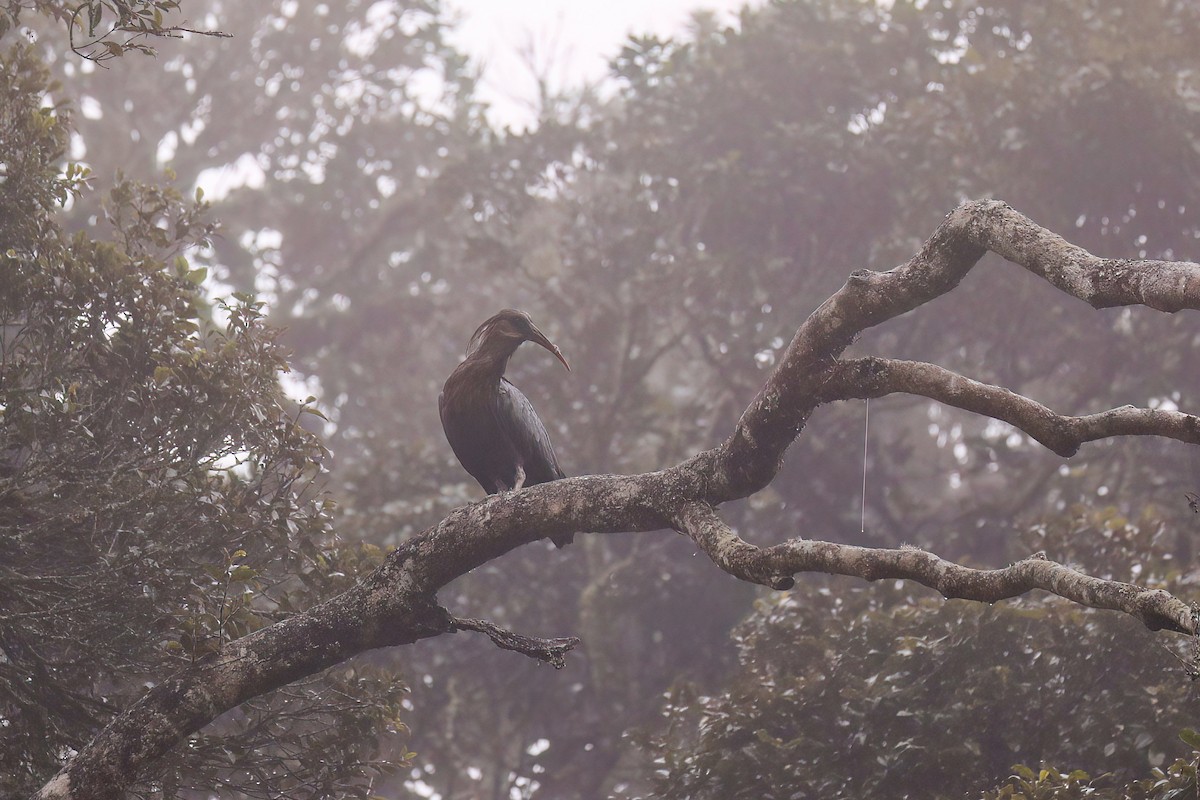 Olive Ibis - ML638475167