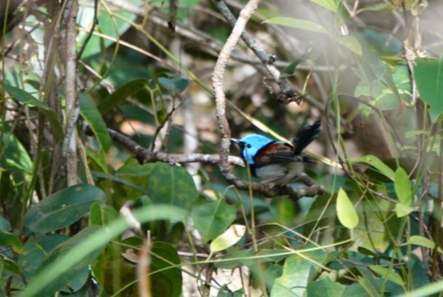 Lovely Fairywren - ML638475172