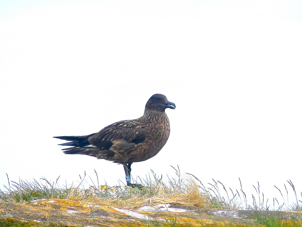 Great Skua - ML638475207