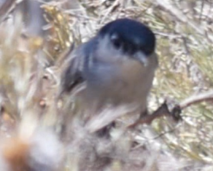 California Gnatcatcher - ML638475208