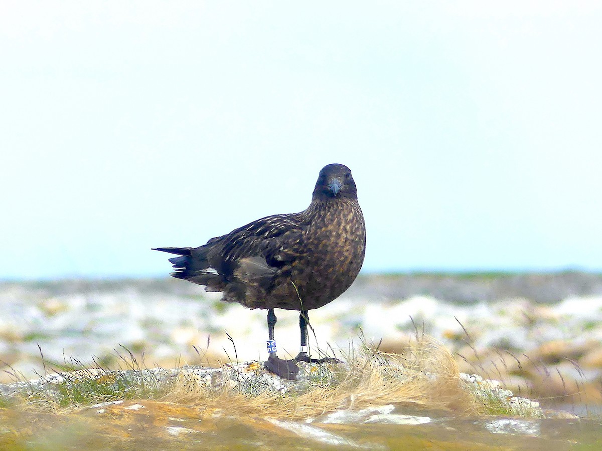 Great Skua - ML638475211