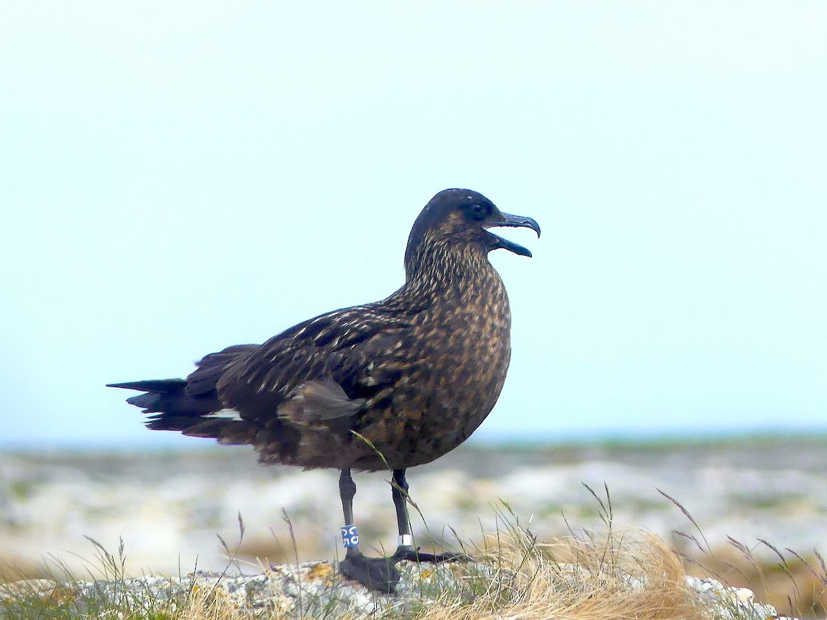 Great Skua - ML638475223