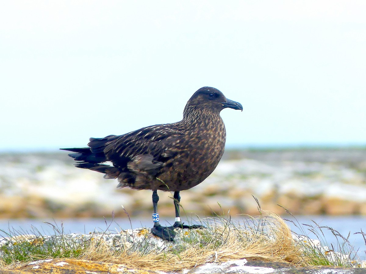Great Skua - ML638475225